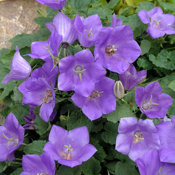 Campanula carpatica 'Blue Uniform' (Carpathian bellflower), close-up of flowers.
