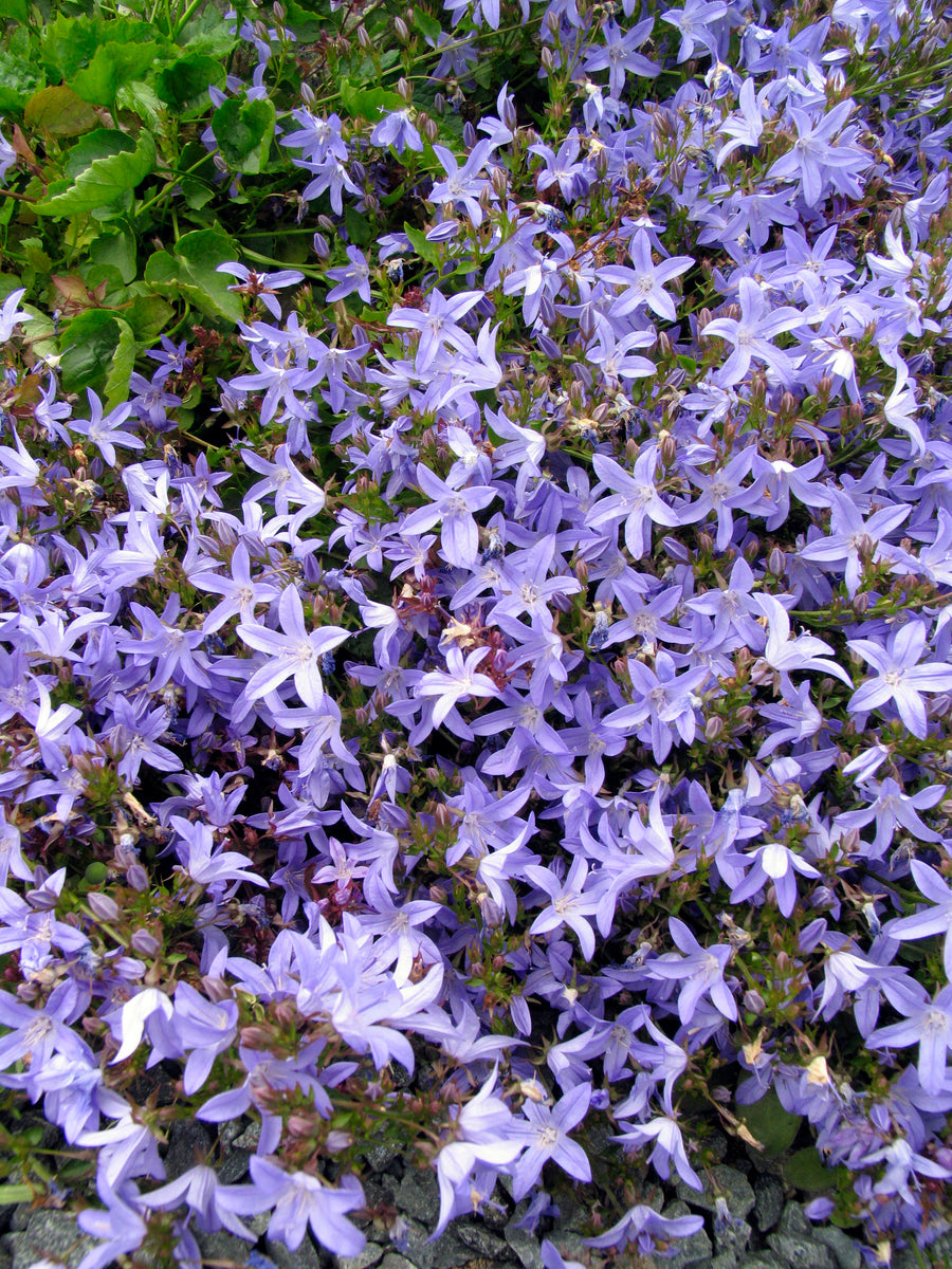 Campanula poscharskyana 'Blue Waterfall' (Serbian bellflower), mass of blooms.