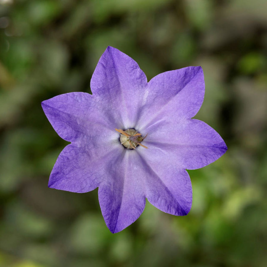Campanula Cariboo Blue Forte (bellflower), close-up of flower.