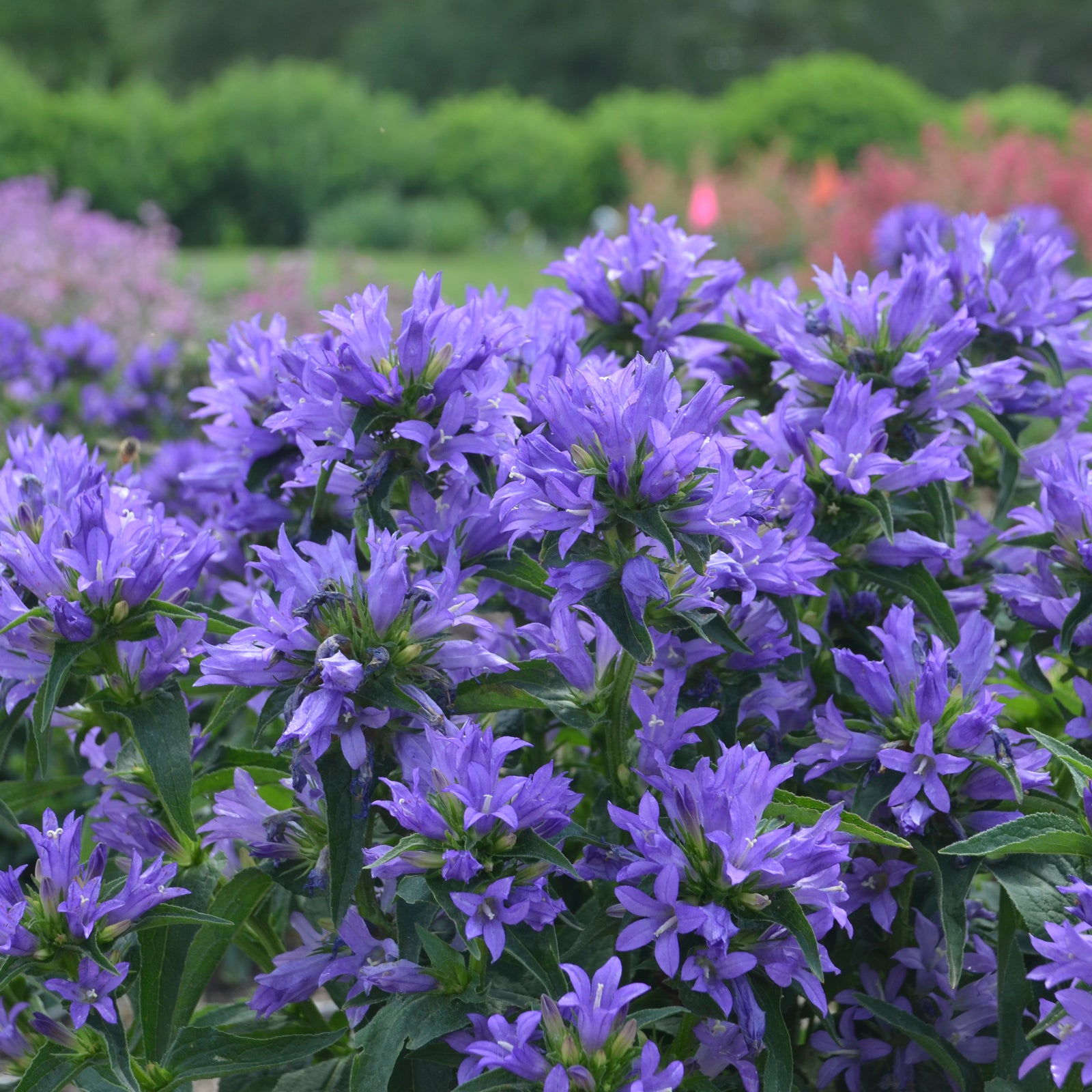 Campanula glomerata 'Church Bells' (clustered bellflower), mass of flowers.