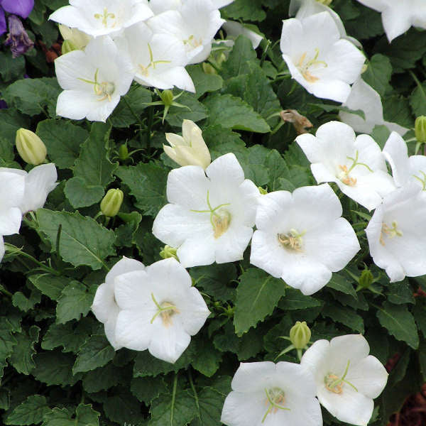 Campanula carpatica 'Uniform White' (Carpathian bellflower), close-up of flowers.