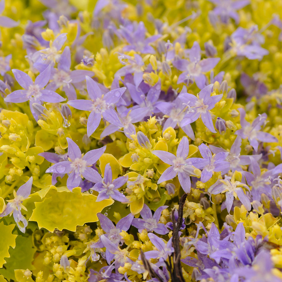 Campanula garganica 'Dickson's Gold' (bellflower), close-up of flowers and foliage.