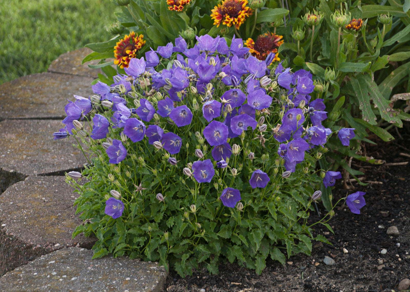 Campanula carpatica Pearl Deep Blue (Carpathian bellflower), entire plant in bloom.