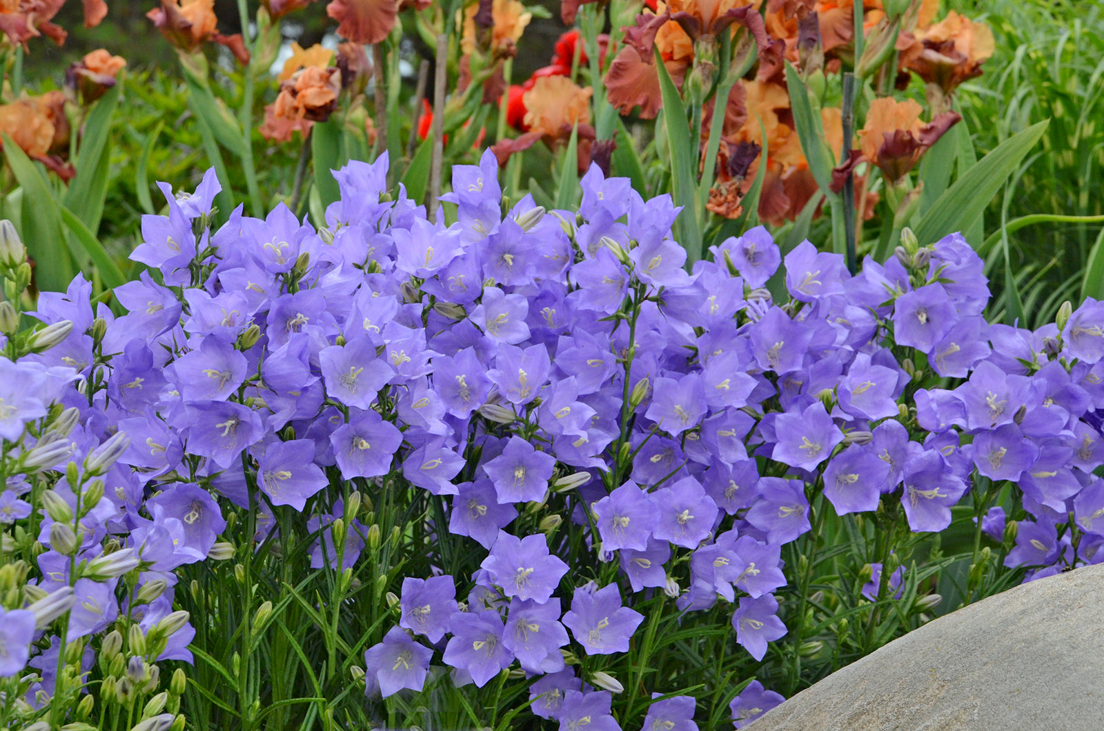 Campanula persicifolia 'Takion Blue' (peachleaf bellflower), mass of flowers.