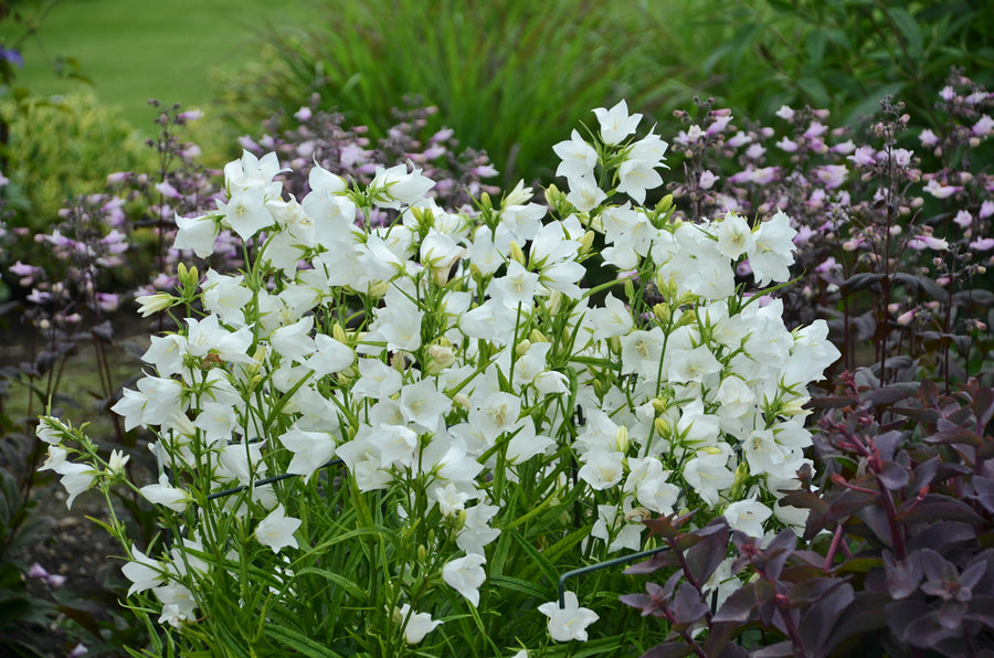 Campanula persicifolia 'Takion White' (peachleaf bellflower), mass of blooms.