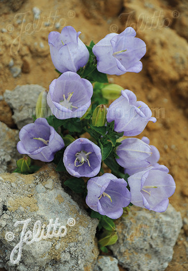 Campanula incurva (incurved bellflower), entire plant in bloom.