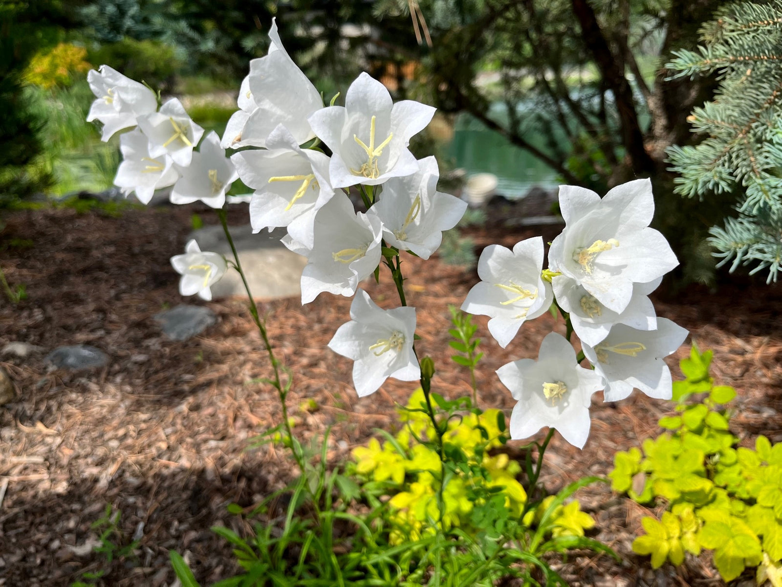 Campanula persicifolia 'Alba' (white peachleaf bellflower), close-up of flowers.