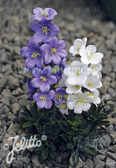 Campanula persicifolia var. planiflora (dwarf peachleaf bellflower), two plants in bloom with blue and white flowers.