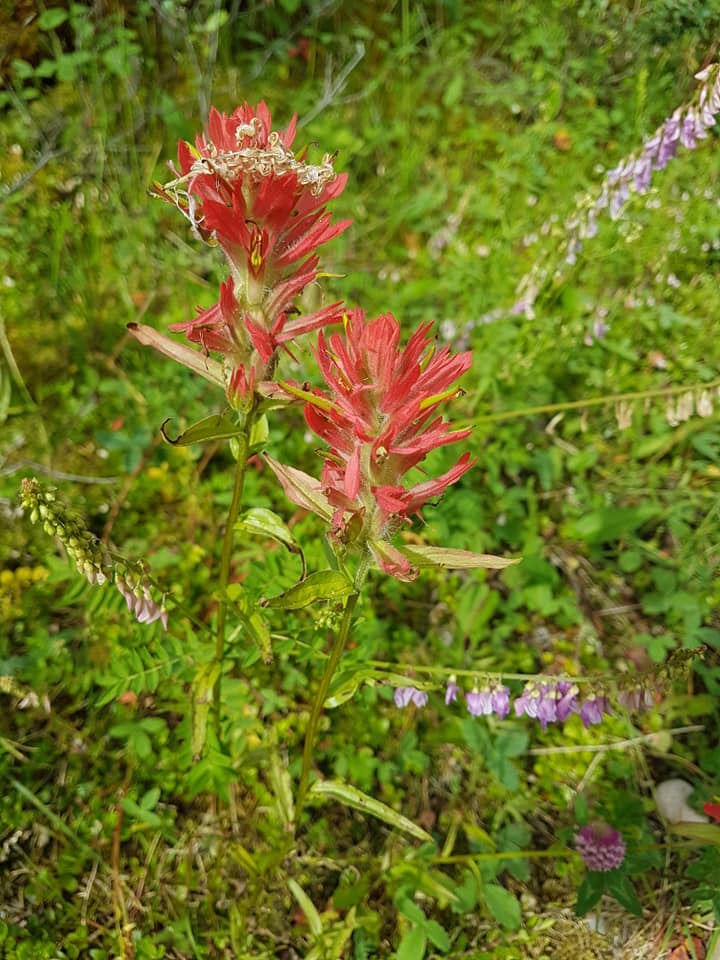 Paintbrush, Scarlet