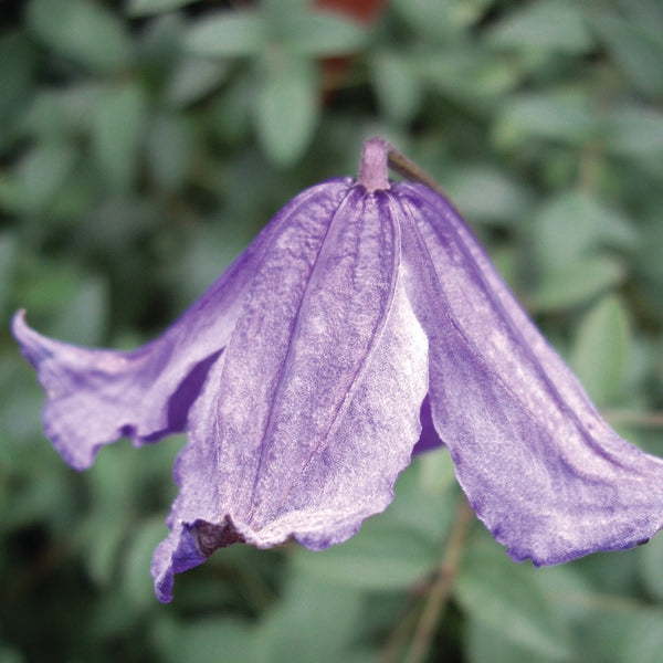 Clematis integrifolia 'Blue Boy' (solitary clematis), close-up of flower.