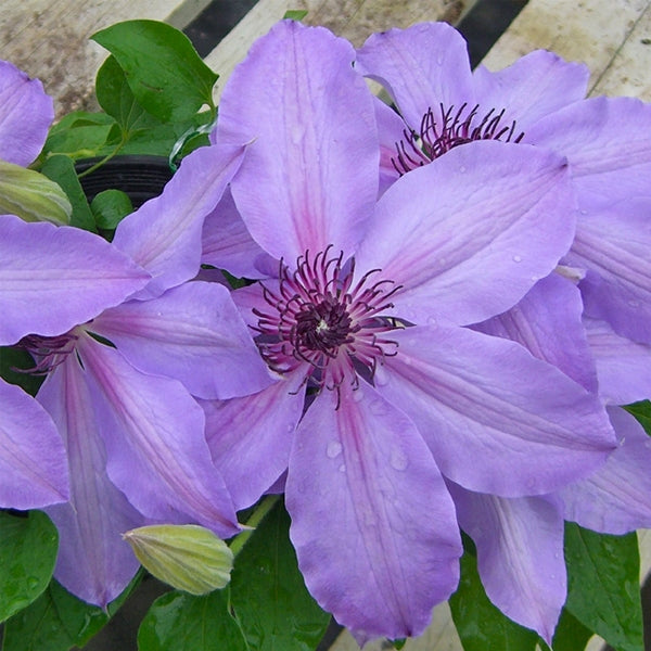 Clematis 'Blue Ravine', close-up of flowers.