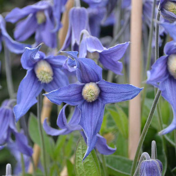 Clematis integrifolia 'Blue Ribbons' (solitary clematis), close-up of flowers.