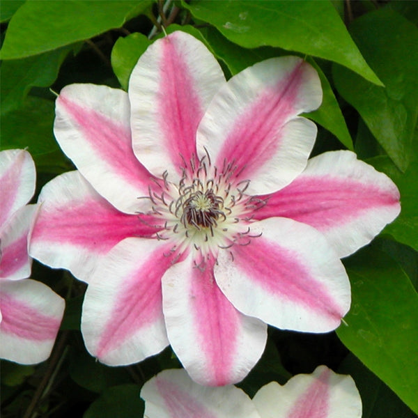 Clematis 'Capitaine Thuilleaux', close-up of flowers.