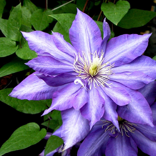 Clematis 'Daniel Deronda', close-up of flower.