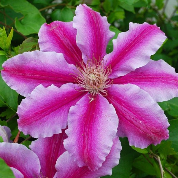 Clematis 'Dr. Ruppel', close-up of flower.