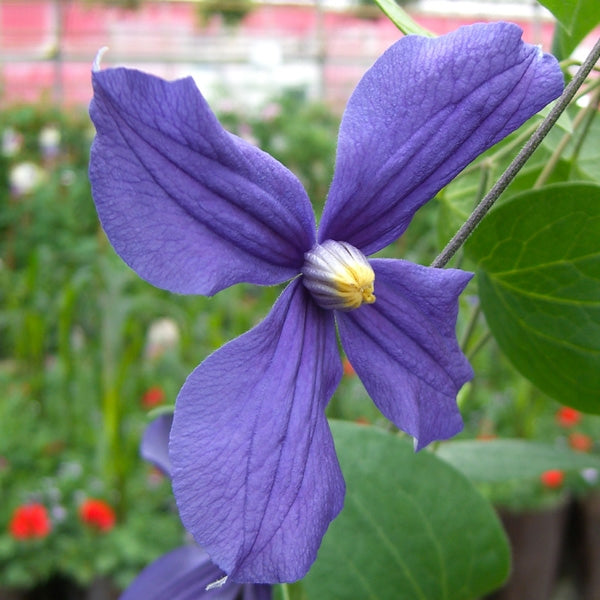 Clematis 'Durandii' (solitary clematis), close-up of flower.