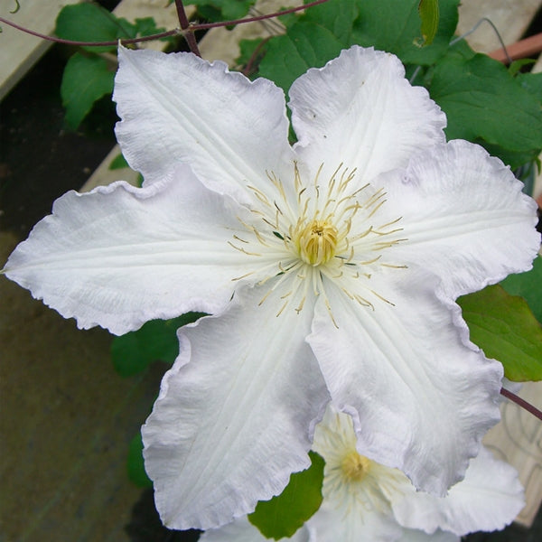 Clematis 'Gillian Blades', close-up of flower.