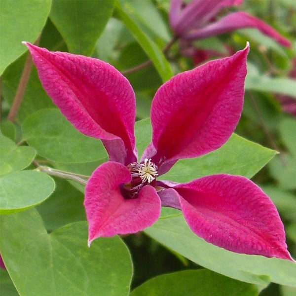 Clematis texensis 'Gravetye Beauty', close-up of flower.