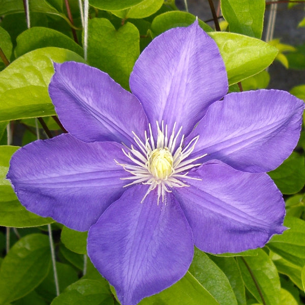 Clematis 'H.F. Young', close-up of flower.