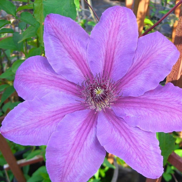 Clematis 'Horn of Plenty', close-up of flower.