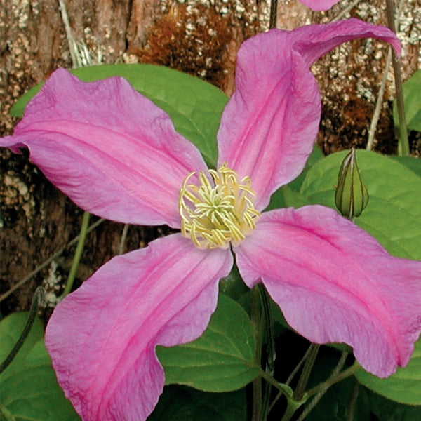 Clematis 'Inspiration' (solitary clematis), close-up of flower.