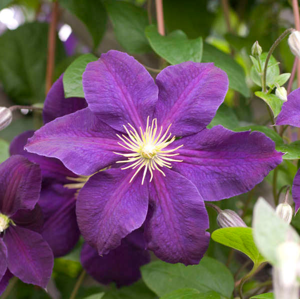 Clematis 'Jackmanii', close-up of flower.