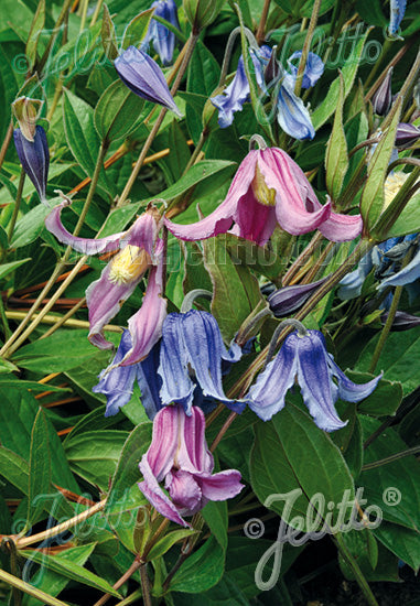 Clematis integrifolia 'Mongolian Bells' (solitary clematis), close-up of flowers.