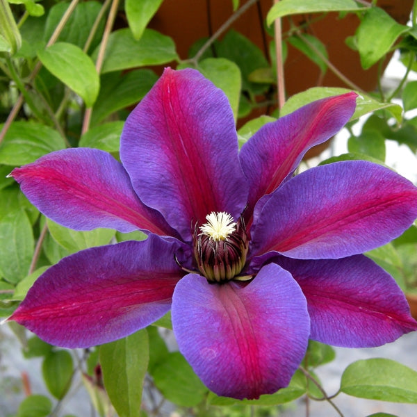 Clematis 'Mrs. N. Thompson', close-up of flower.