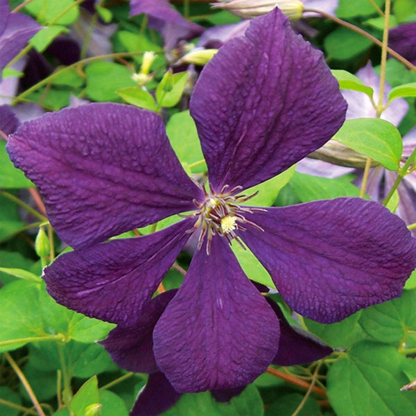 Clematis 'Negritjanka', close-up of flower.
