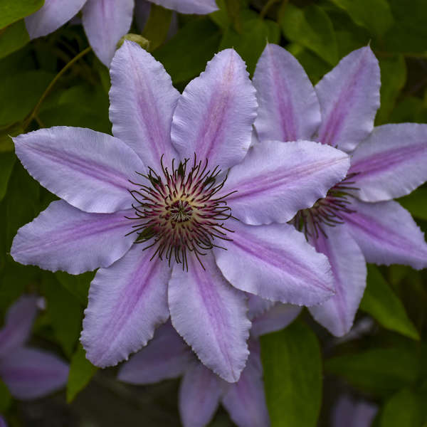 Clematis 'Nelly Moser', close-up of flowers.