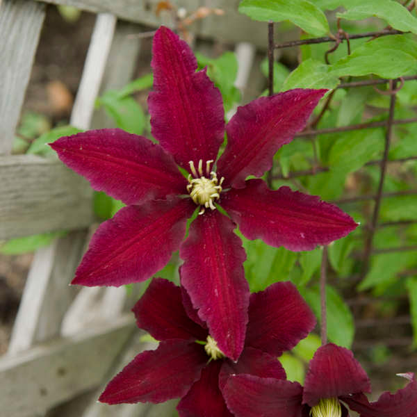 Clematis 'Niobe', close-up of flowers.
