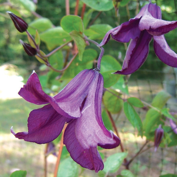 Clematis integrifolia 'Pamiat Serdtsa' (solitary clematis), close-up of flowers.