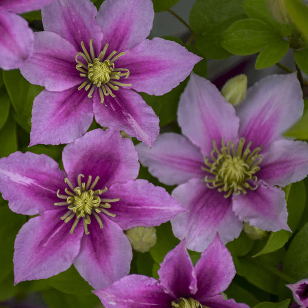 Clematis 'Piilu', close-up of flowers.