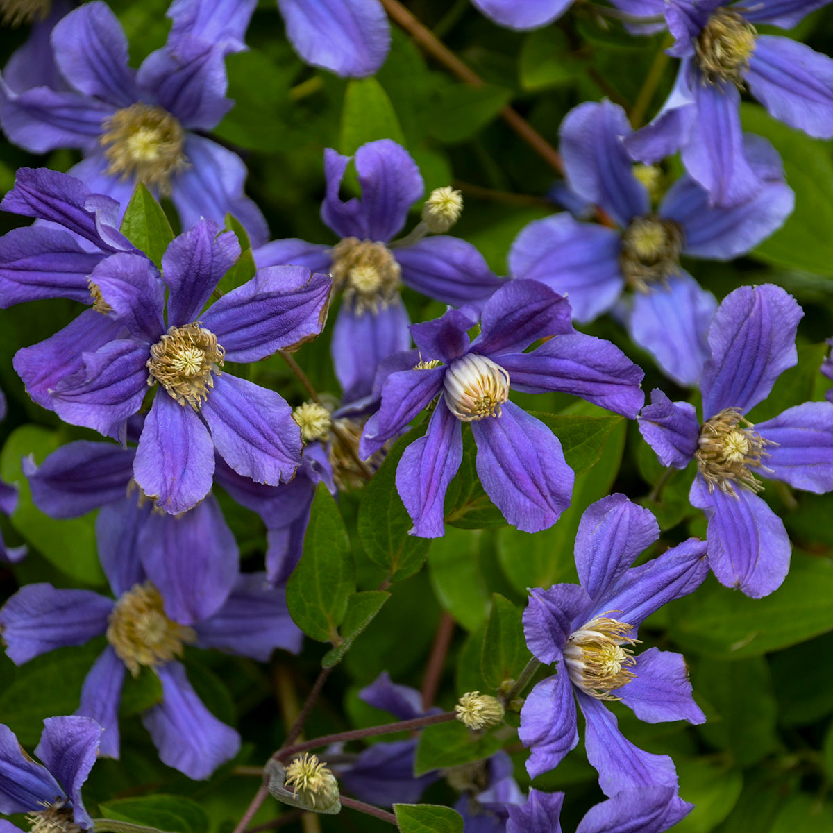 Clematis 'Rain Dance' (solitary clematis), close-up of flowers.