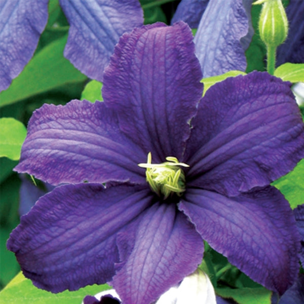 Clematis 'Rhapsody', close-up of flower.