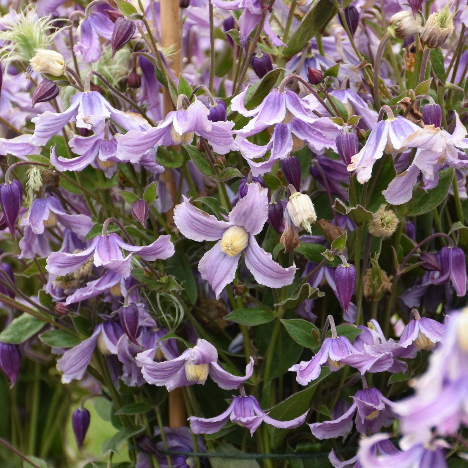 Clematis 'Stand by Me Lavender' (solitary clematis), close-up of flowers.