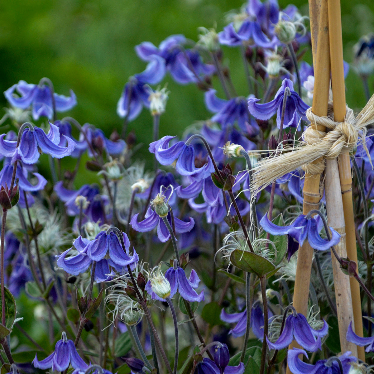 Clematis 'Stand by Me' (solitary clematis), close-up of flowers.