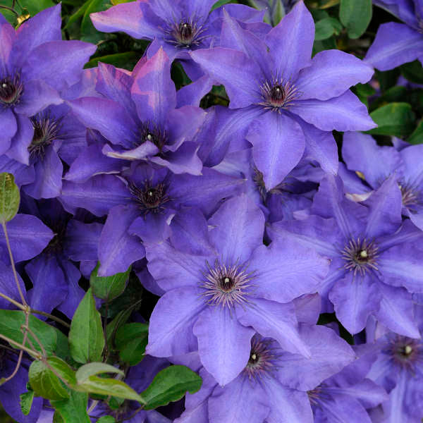 Clematis 'The President', mass of flowers.