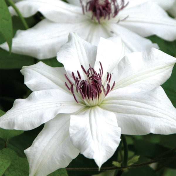 Clematis 'Vancouver Fragrant Star', close-up of flowers.