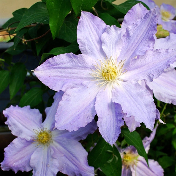 Clematis 'Vancouver Sea Breeze', close-up of flowers.