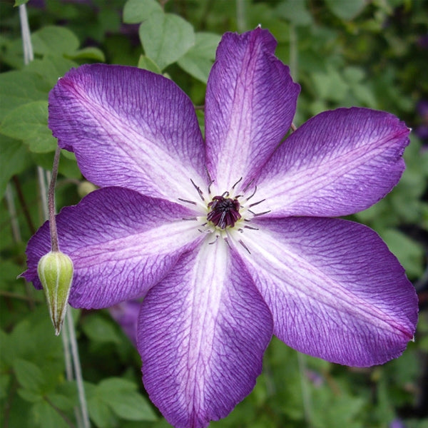Clematis viticella 'Venosa Violacea', close-up of flower.
