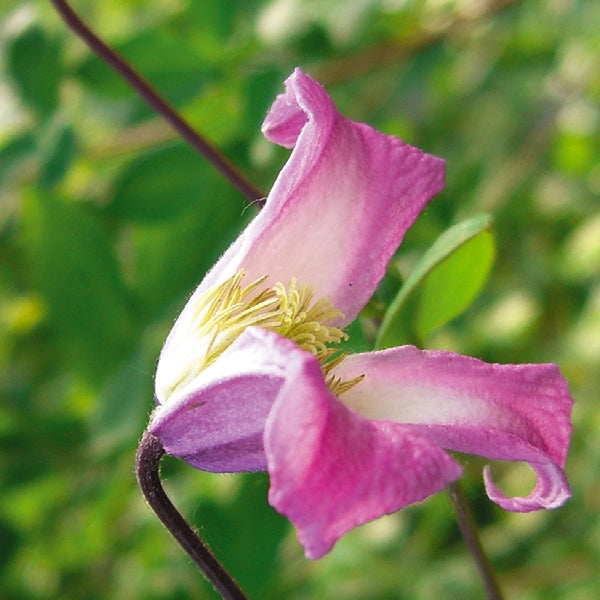 Clematis viticella 'Minuet', close-up of flower.