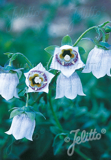 Codonopsis clematidea 'Lilac Eyes' (bonnet bellflower), close-up of flowers.
