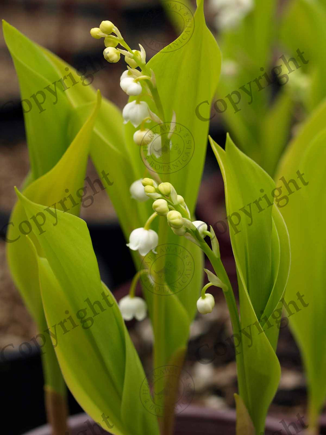 Lily-of-the-Valley 'Fernwood's Golden Slippers'