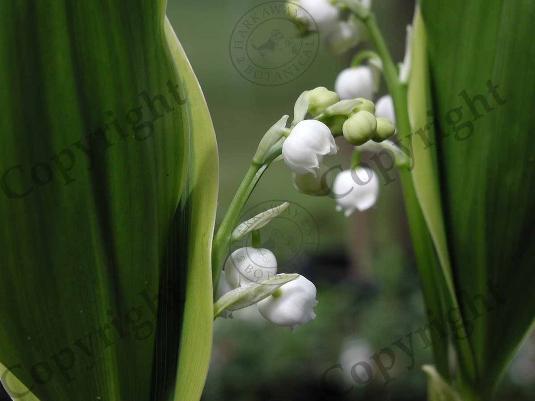 Lily-of-the-Valley 'Hardwick Hall'