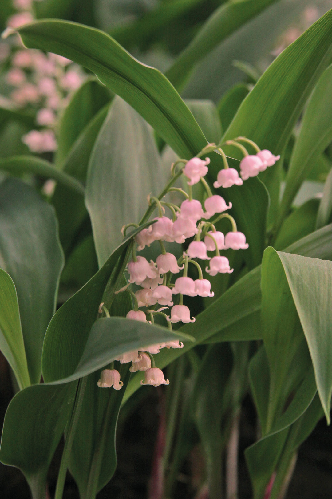 Lily-of-the-Valley, Pink