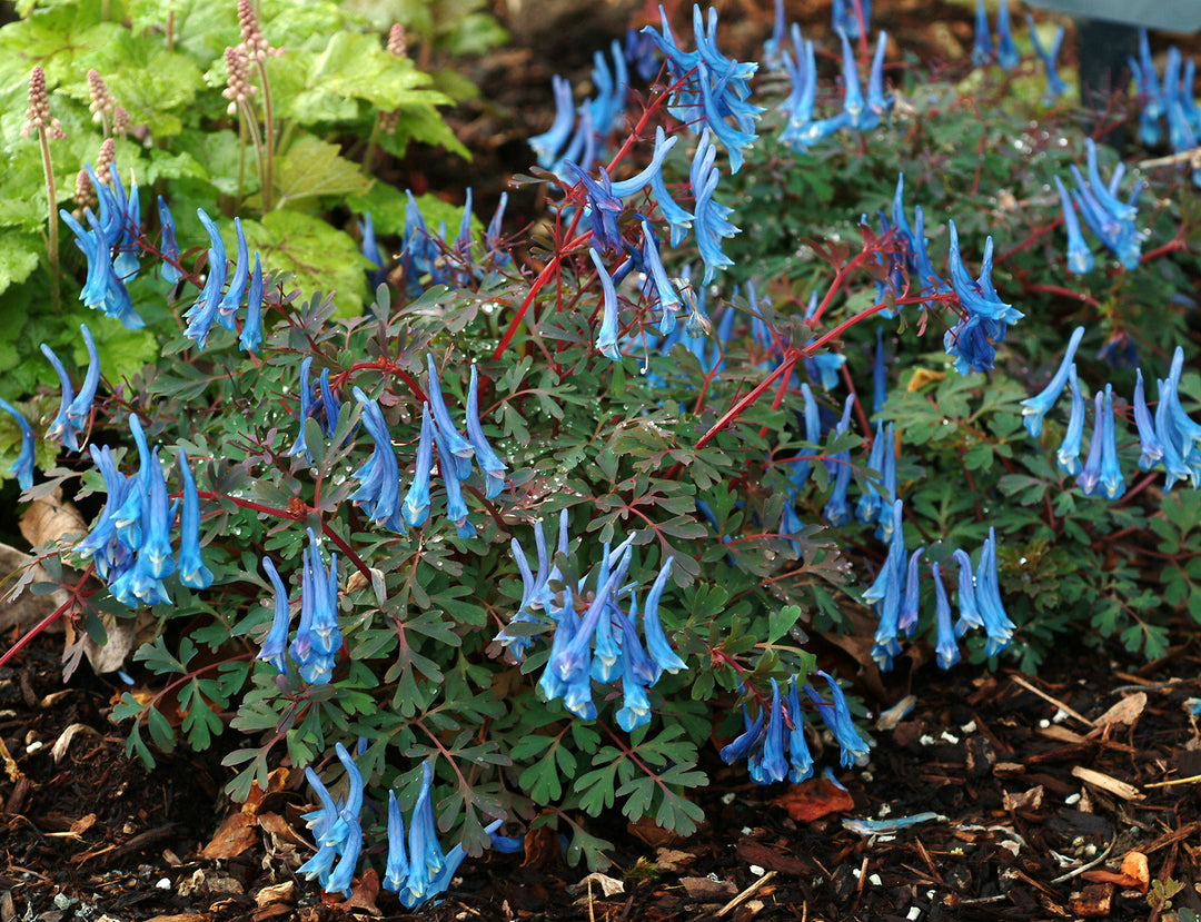 Corydalis curvifolia ssp. rosthornii 'Blue Heron' (blue corydalis), entire plant.