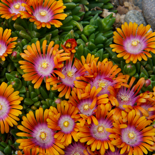 Ice Plant 'Fire Spinner'