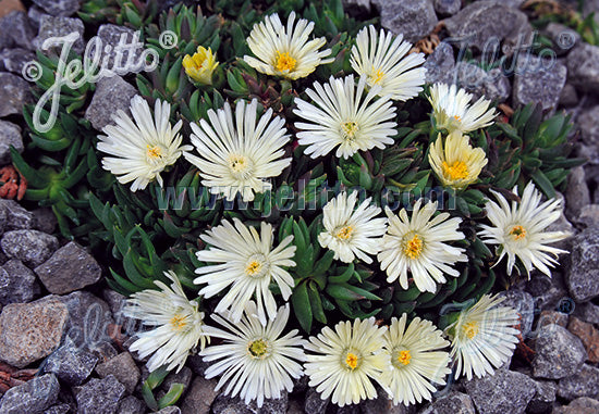 Ice Plant 'White Nugget'