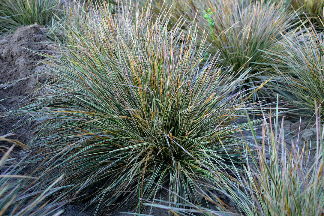 Tufted Hair Grass 'Northern Lights'
